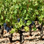 Bordeaux vines